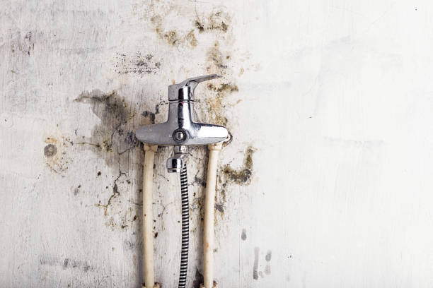 Best Commercial Mold Remediation in Presquille, LA