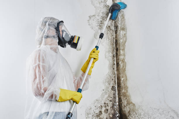 Professional Mold Remediation in Presquille, LA