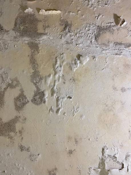 Best Bathroom Mold Remediation in Presquille, LA