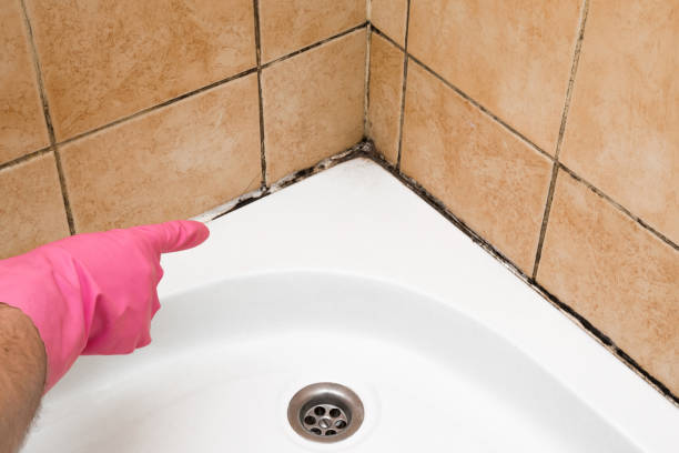 Best Residential Mold Remediation in Presquille, LA